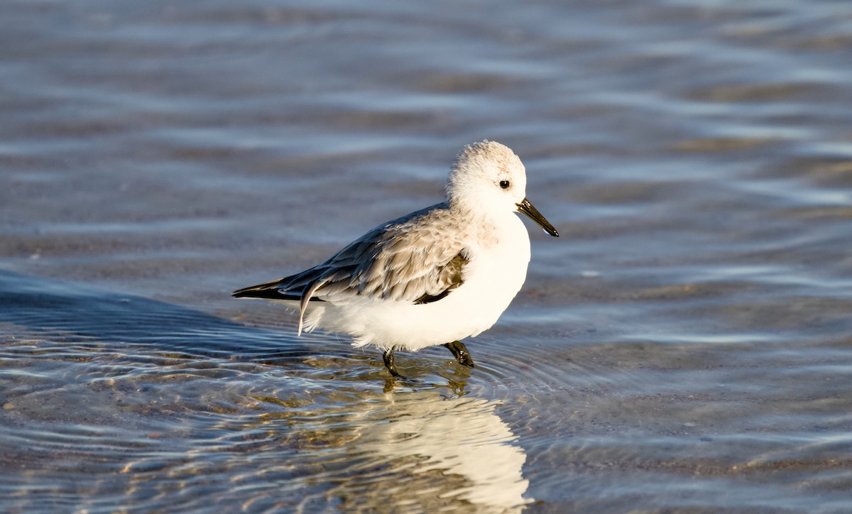 ミユビシギ - ML644508977