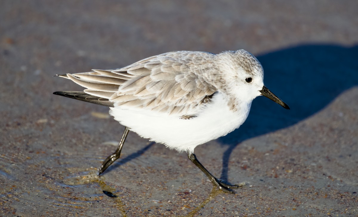 ミユビシギ - ML644508978