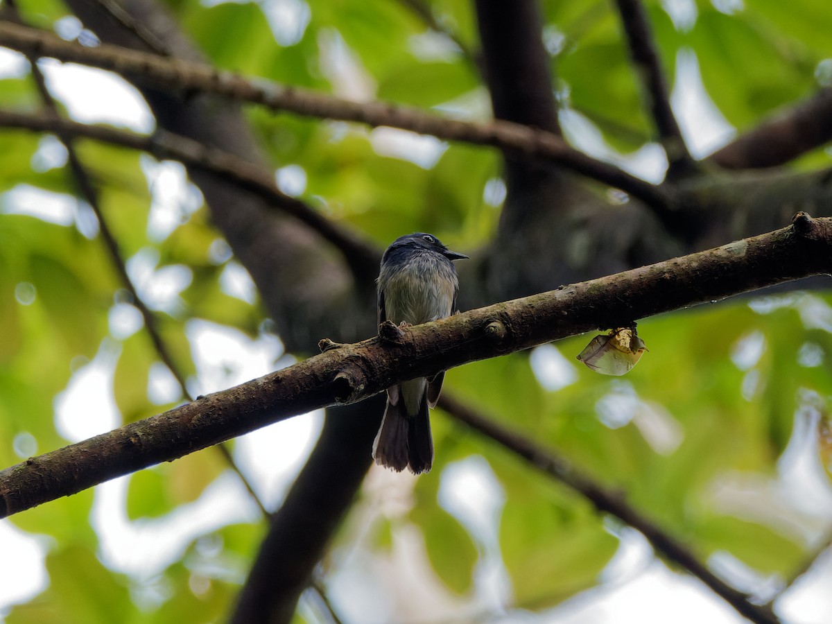 Hainan Blue Flycatcher - ML644508983