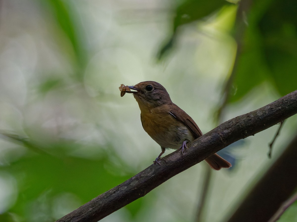Hainan Blue Flycatcher - ML644508984