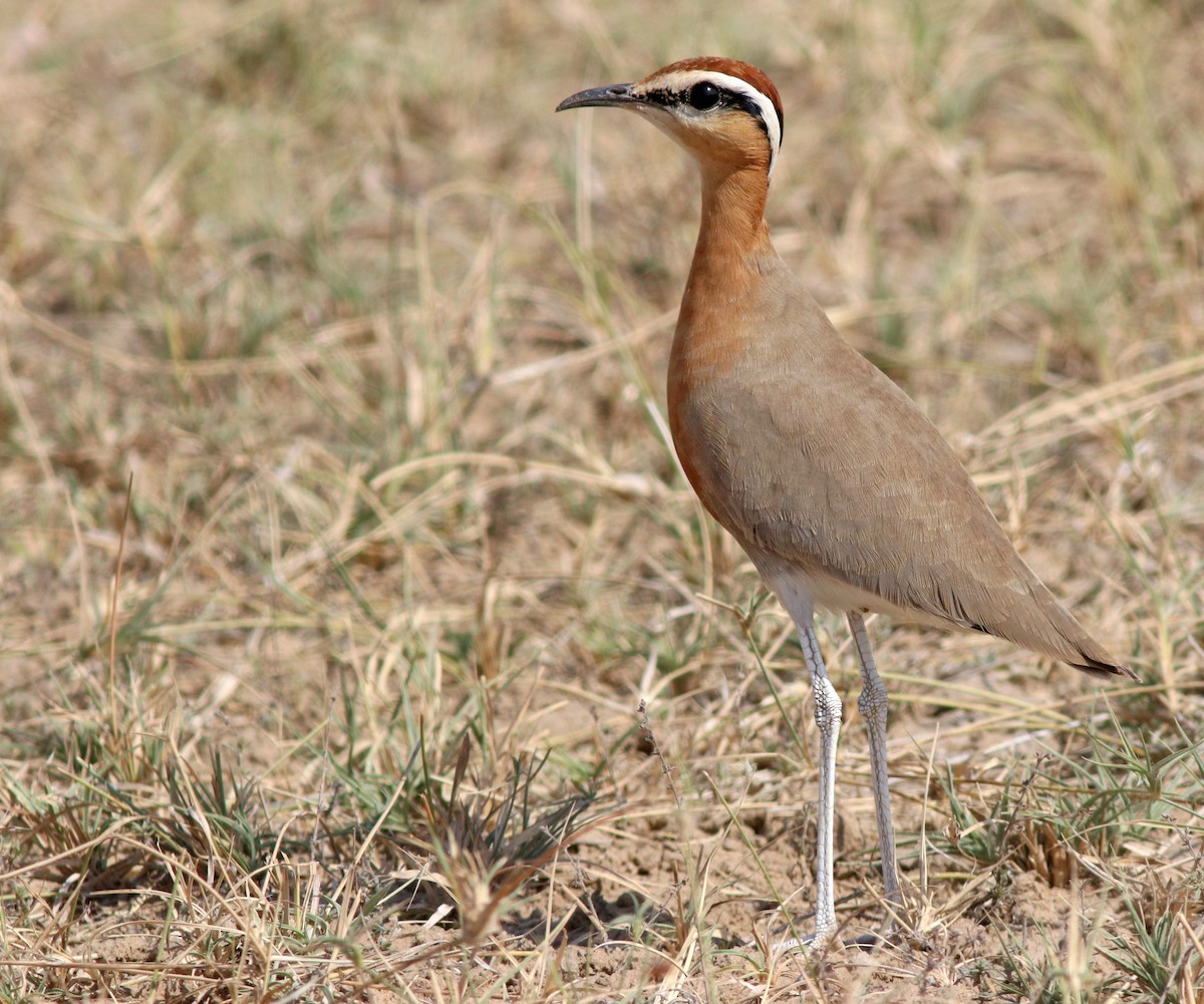 Courvite de Coromandel - ML644508990