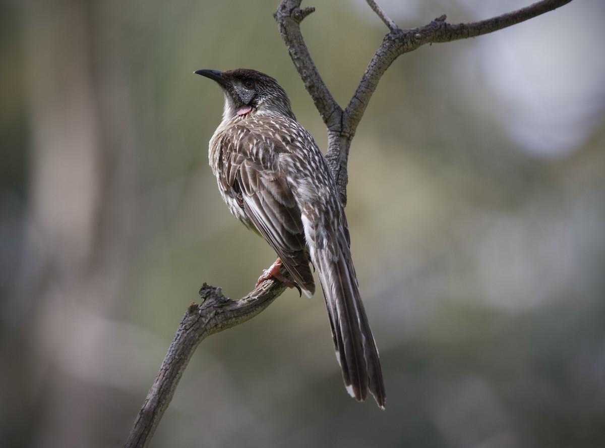 rødflikhonningeter - ML644508993