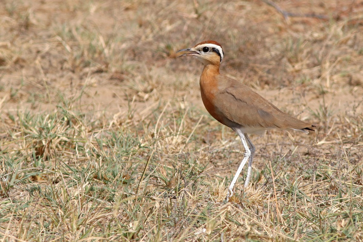 Courvite de Coromandel - ML644508995