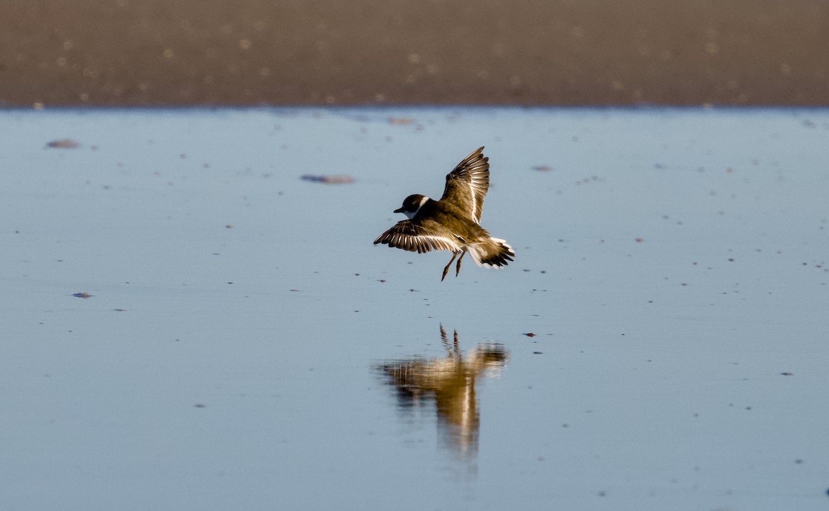 amerikasandlo - ML644509002