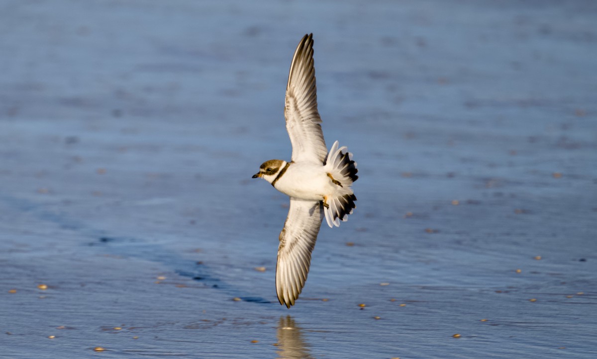 amerikasandlo - ML644509003