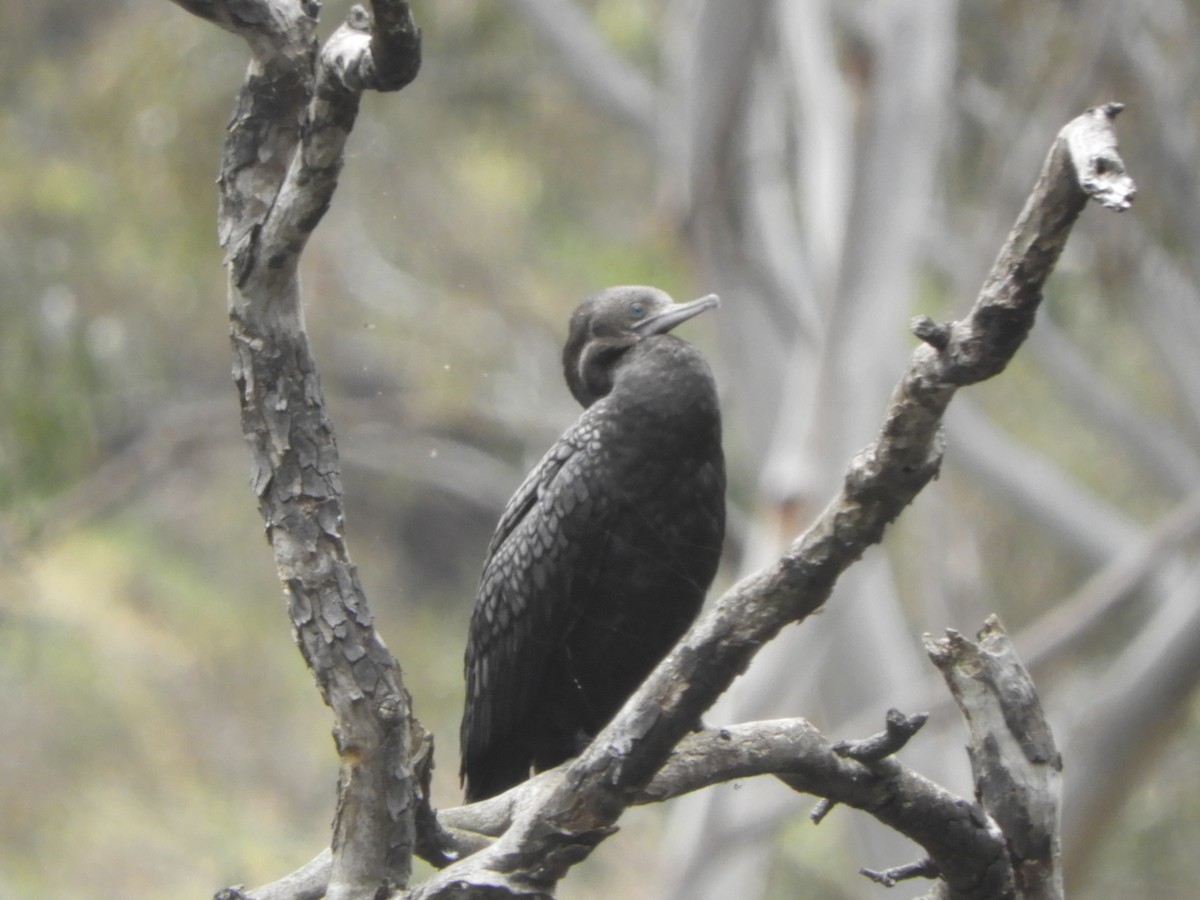 kormorán australský - ML644509011