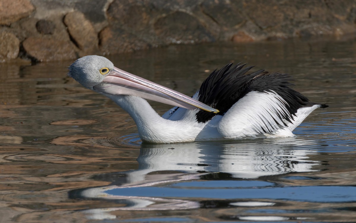 Australian Pelican - ML644509016
