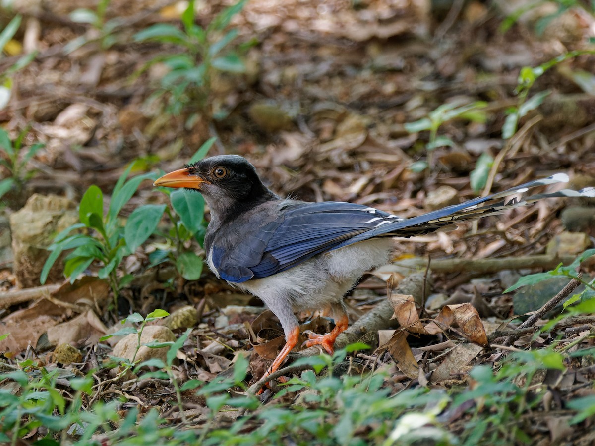 紅嘴藍鵲 - ML644509018