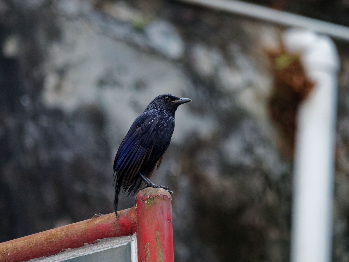 modravec siný (ssp. caeruleus) - ML644509040