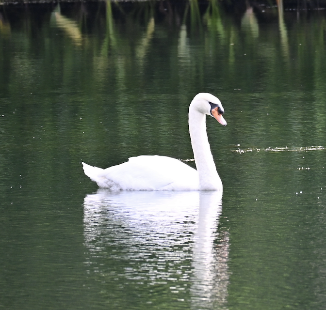 Mute Swan - ML644509042