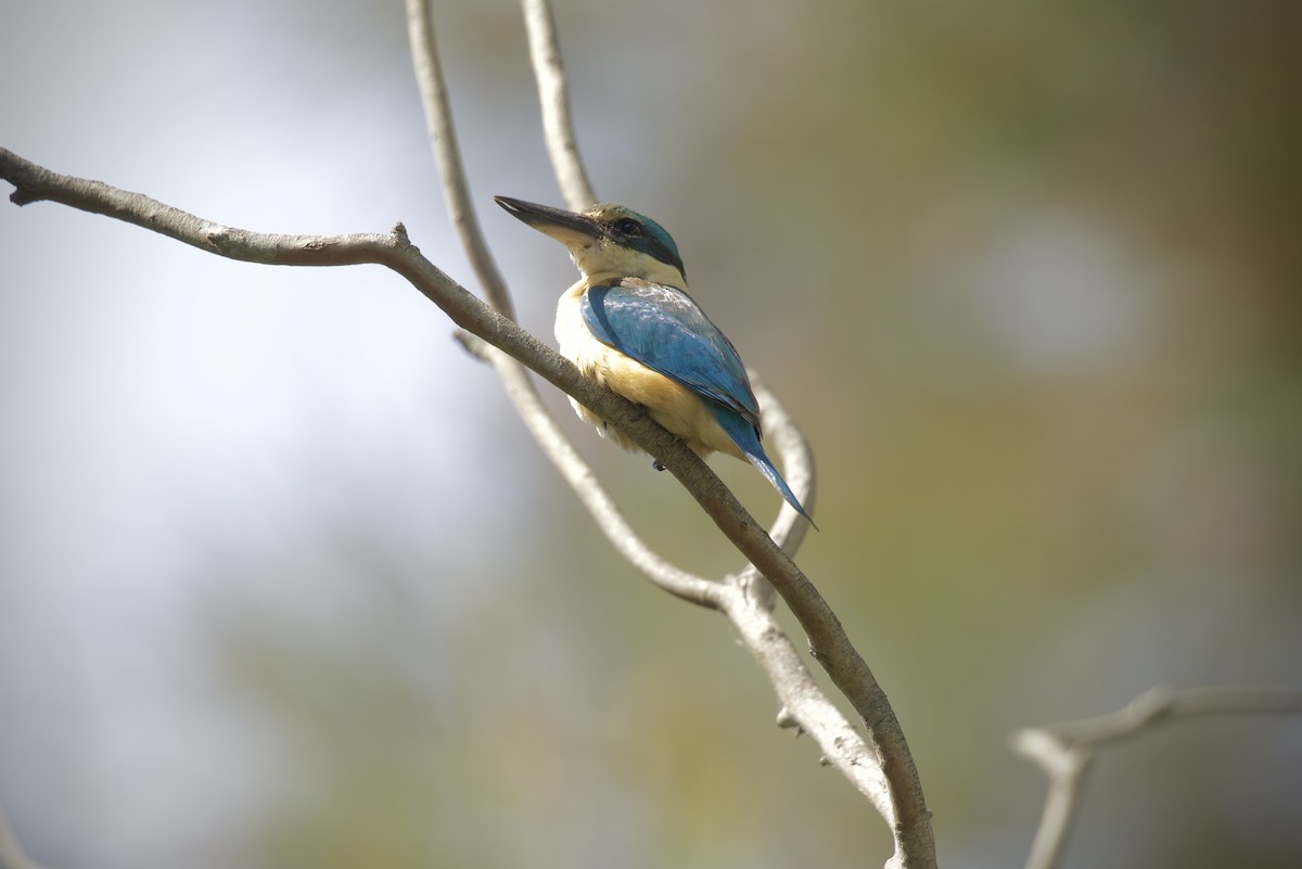 maskaraisfugl - ML644509046