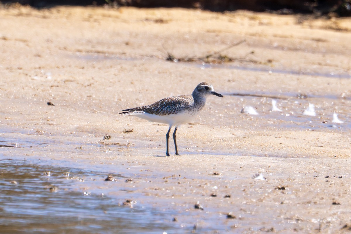 Сивка морська - ML644509048