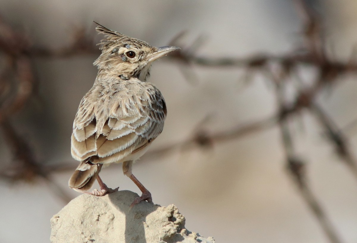 Haubenlerche - ML644509049