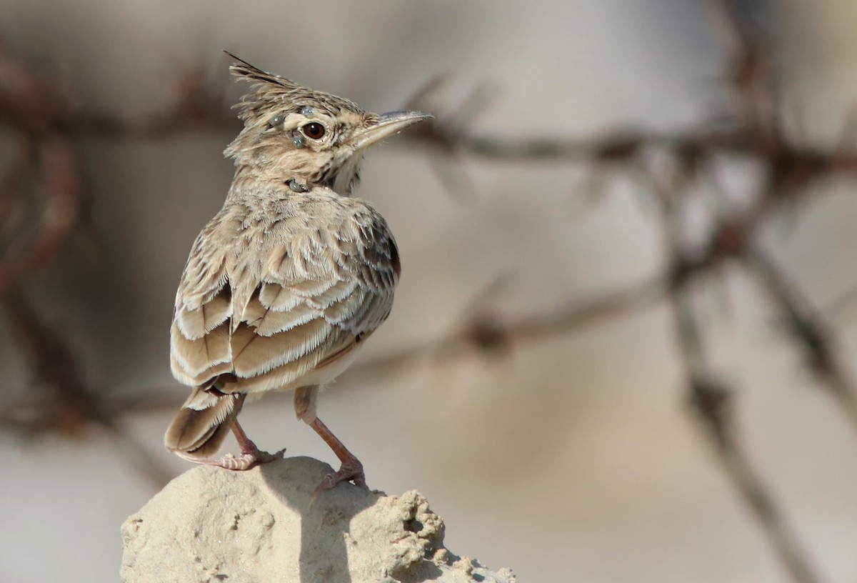 Haubenlerche - ML644509050