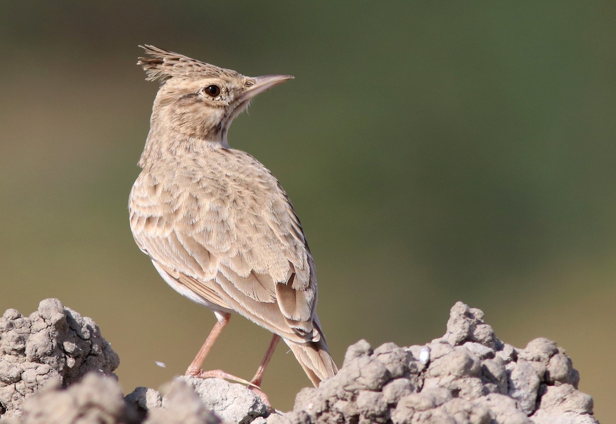 Haubenlerche - ML644509051