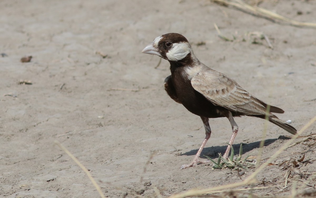 Black-crowned Sparrow-Lark - ML644509052