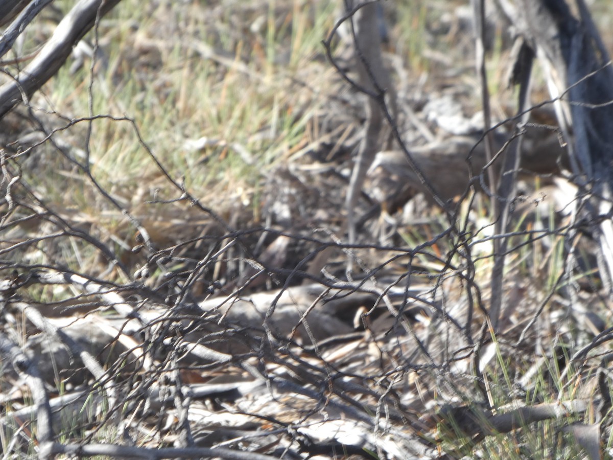 Émeu d'Australie - ML644509053