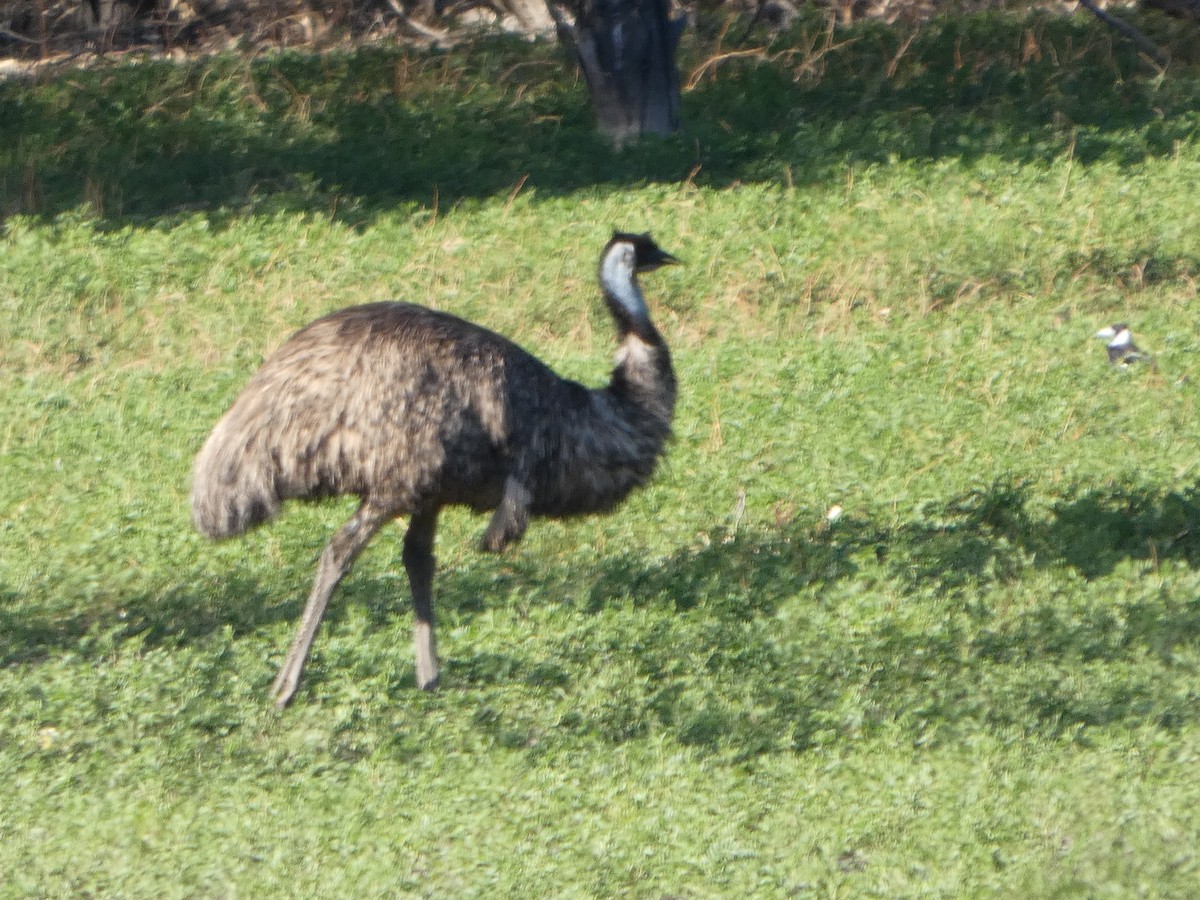 Émeu d'Australie - ML644509054
