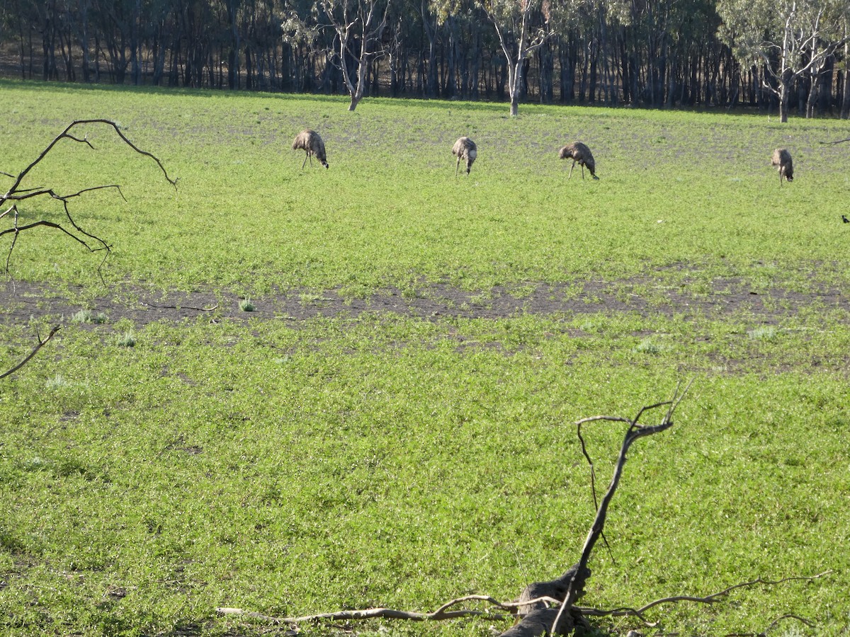 Émeu d'Australie - ML644509055