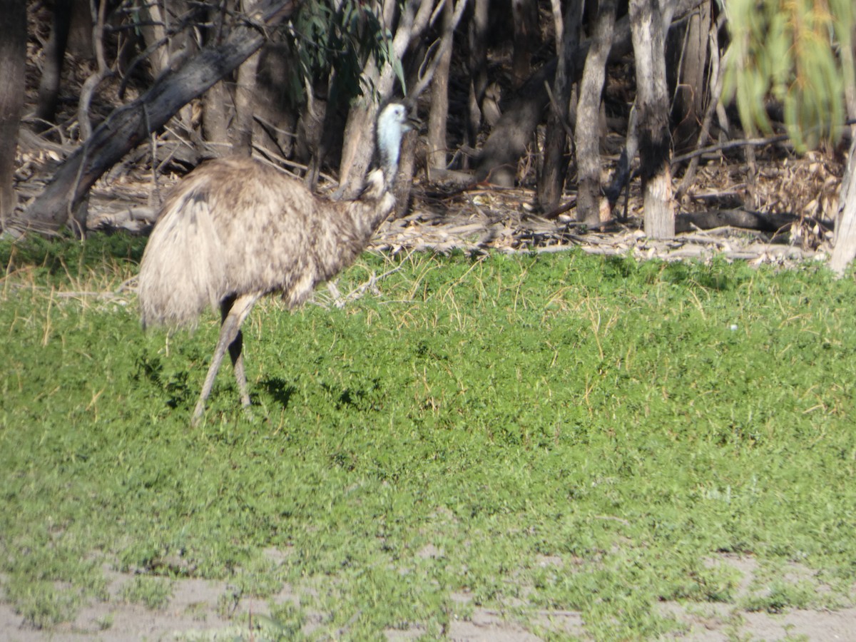Émeu d'Australie - ML644509056