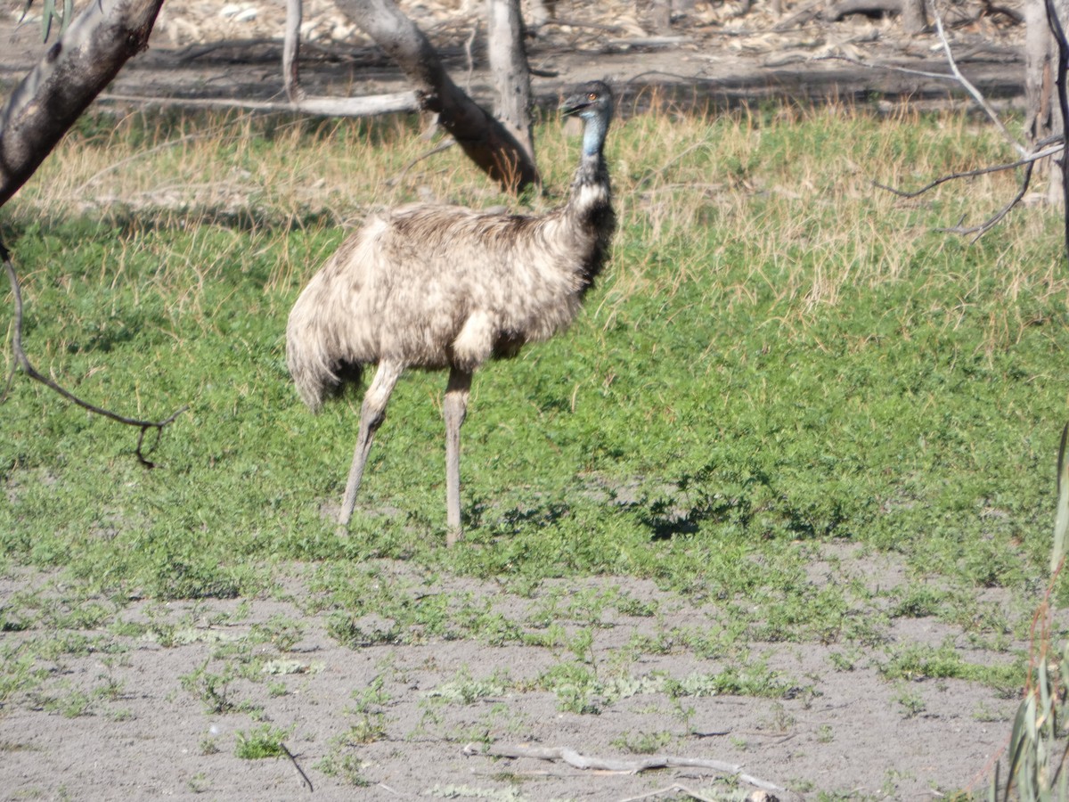 Émeu d'Australie - ML644509057