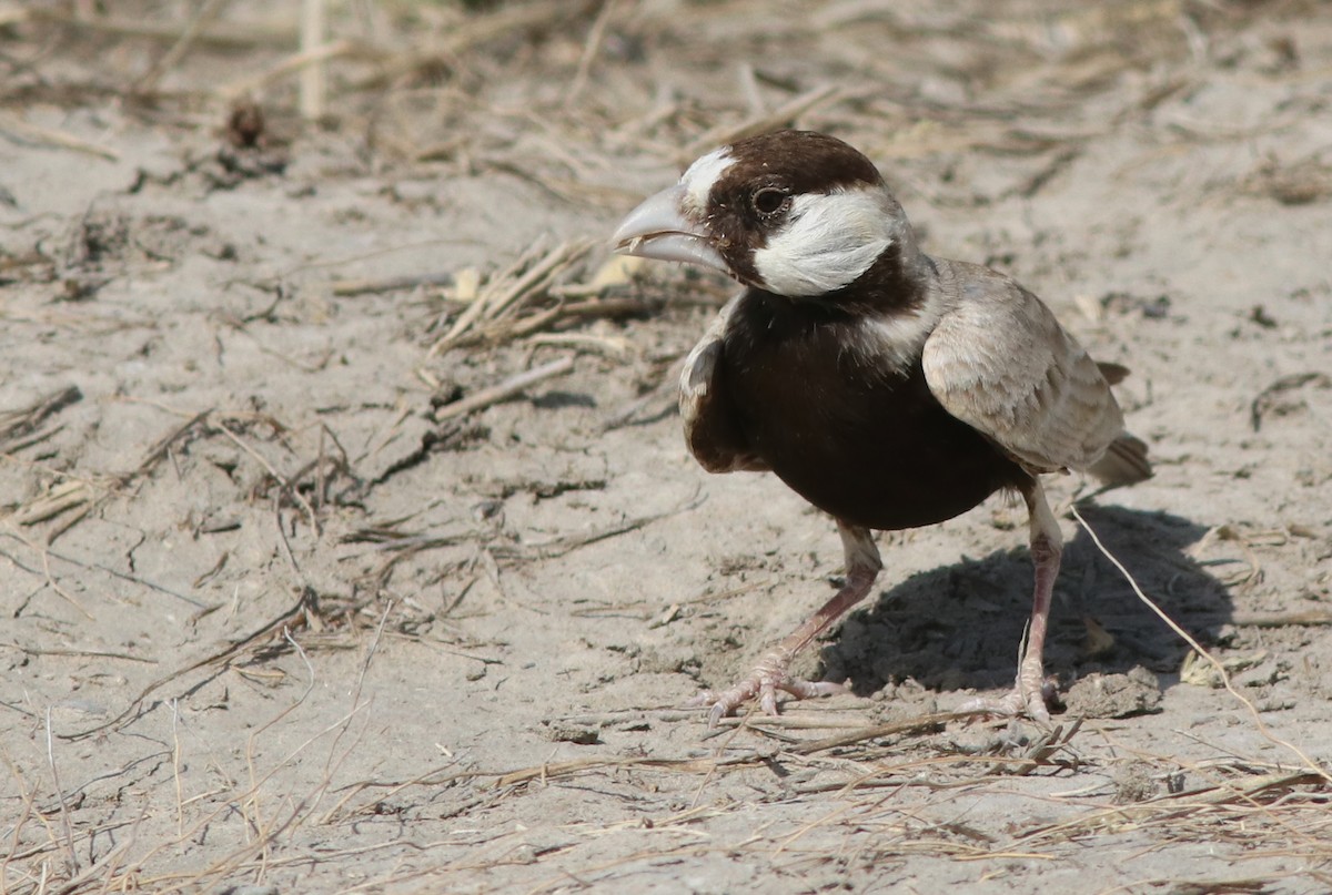 Black-crowned Sparrow-Lark - ML644509058