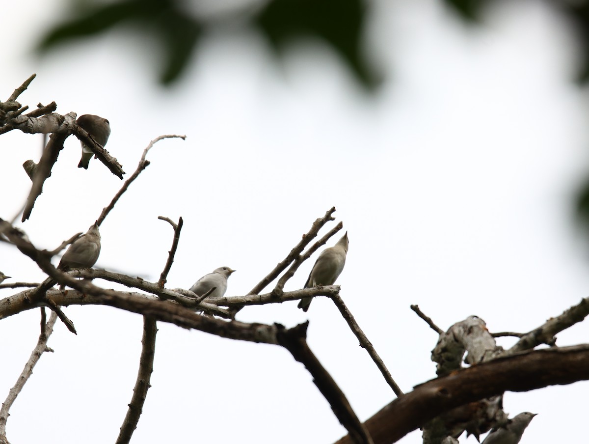 Daurian Starling - ML644509065