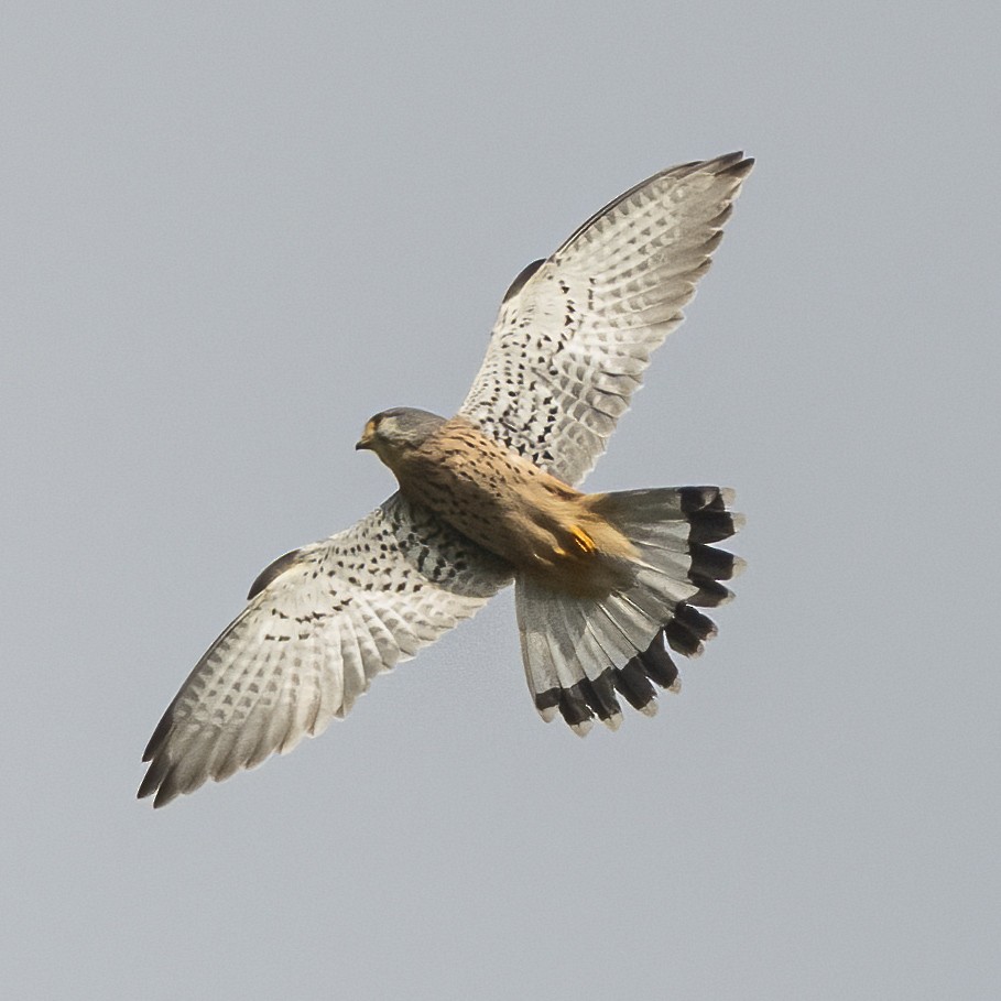 Eurasian Kestrel - ML644509066