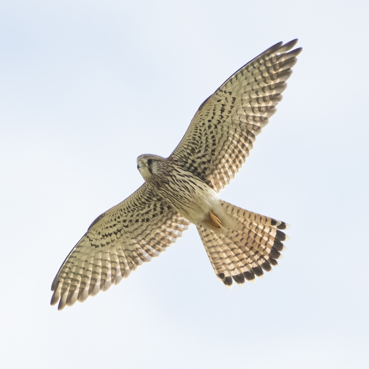 Eurasian Kestrel - ML644509067