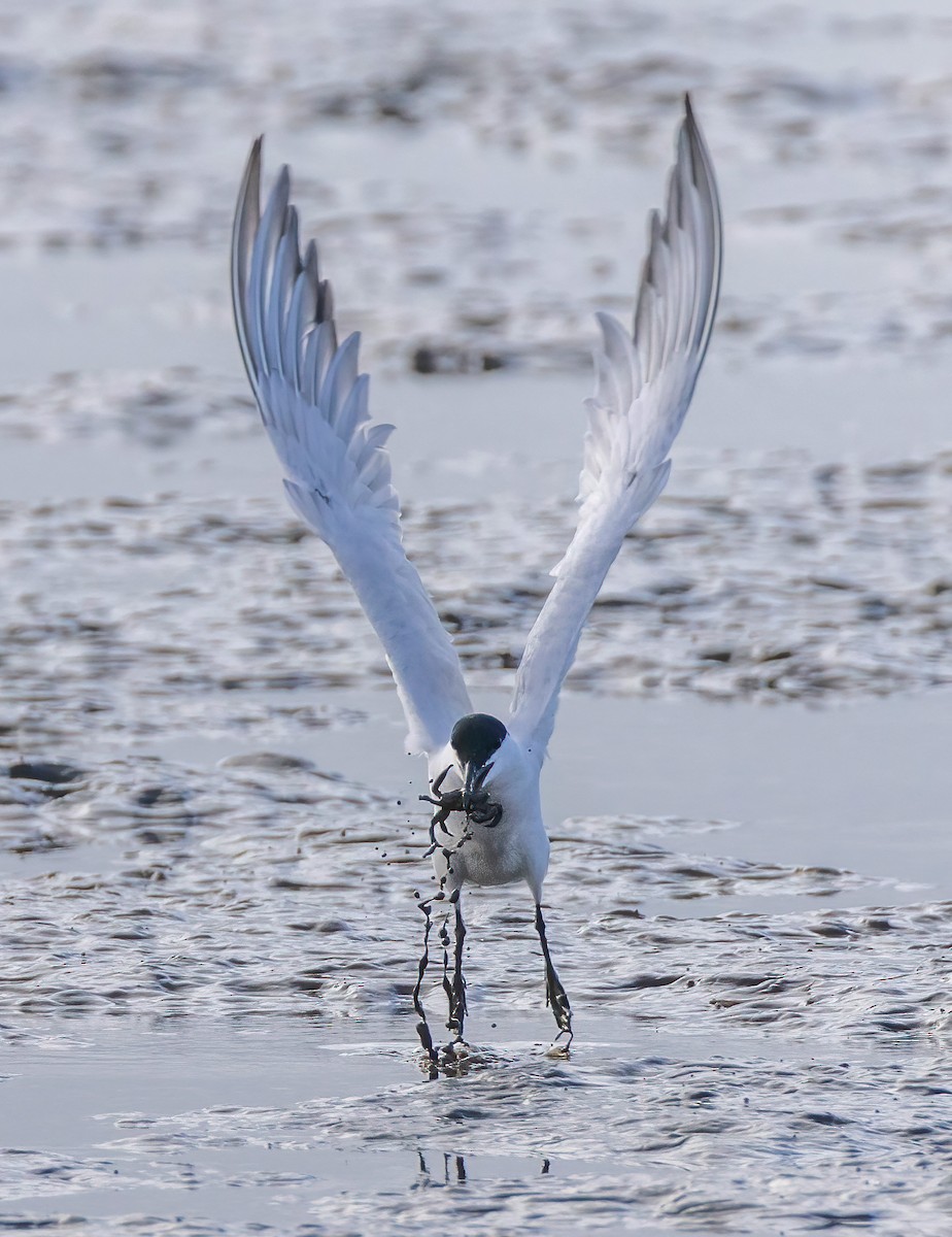 Australian Tern - ML644509068
