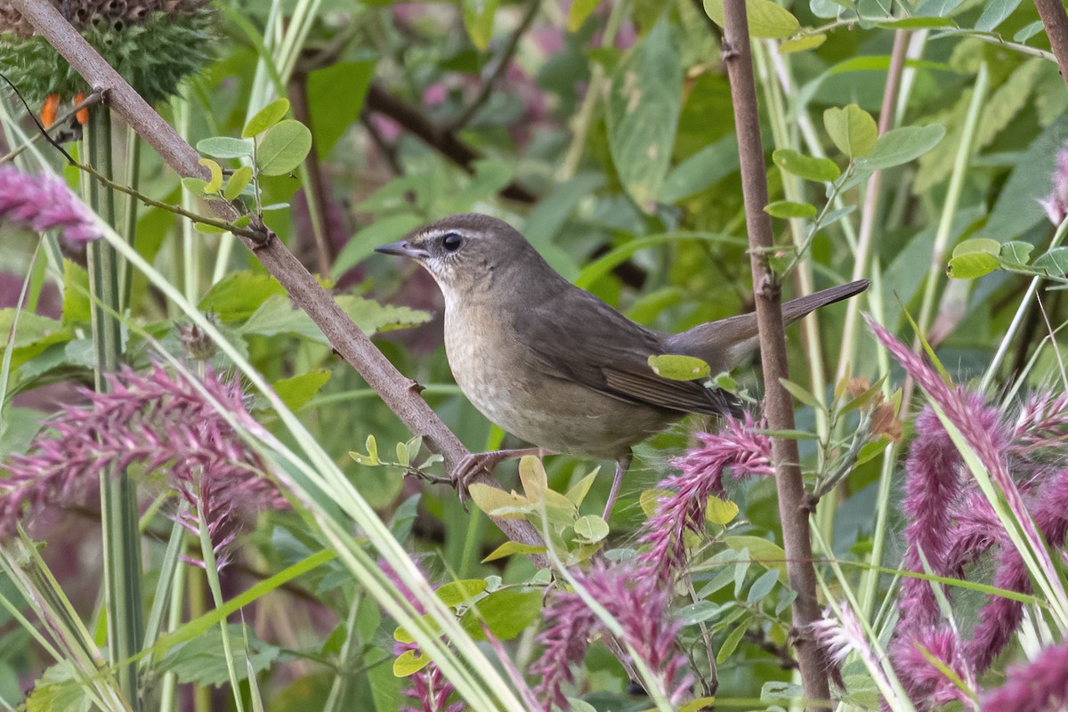 ノゴマ - ML644509074