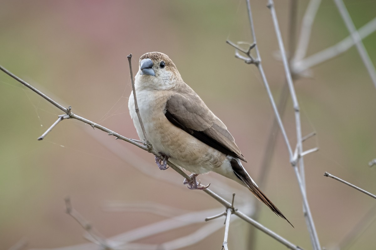 Indian Silverbill - ML644509080