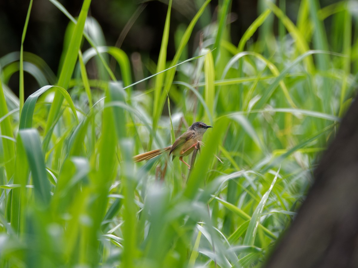 Yellow-bellied Prinia - ML644509081