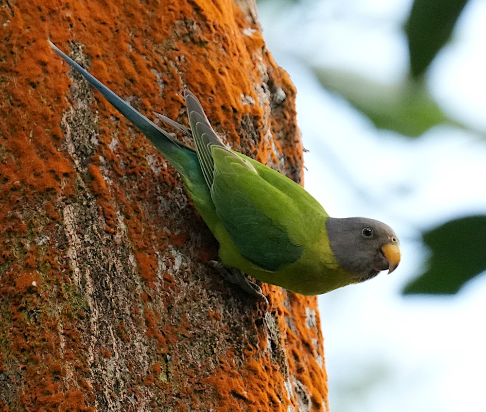 Perruche à tête prune - ML644509090