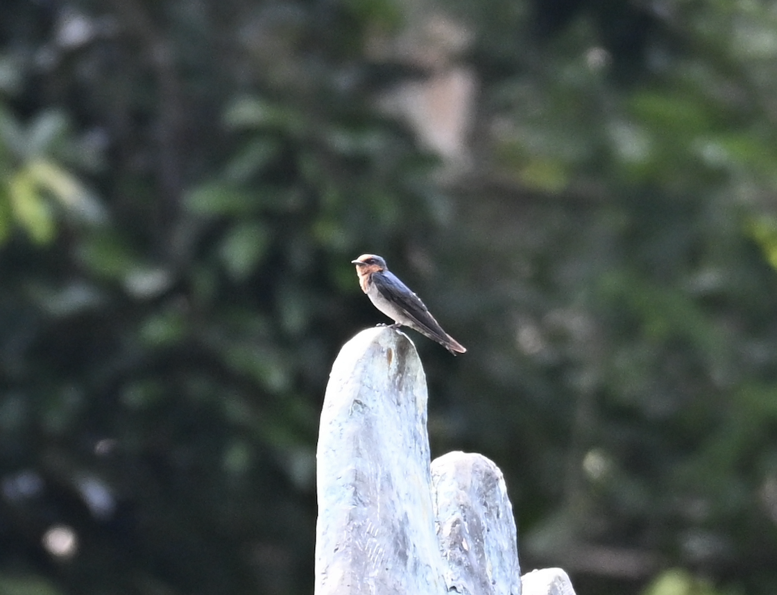 リュウキュウツバメ - ML644509094