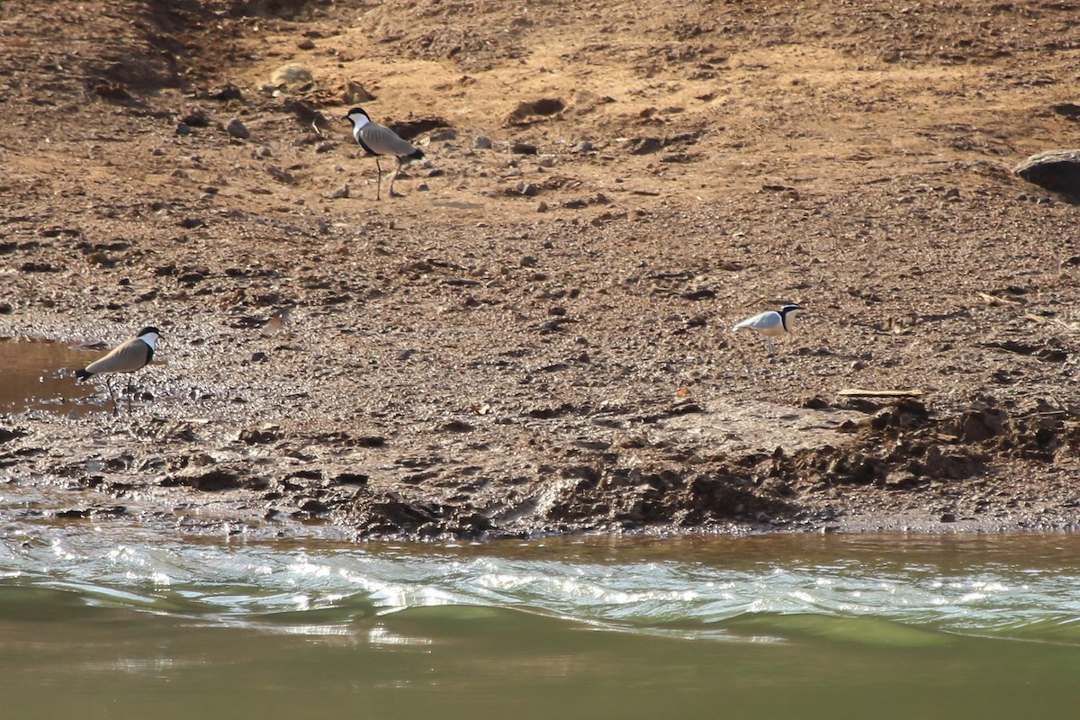 Pluvian fluviatile - ML644509095