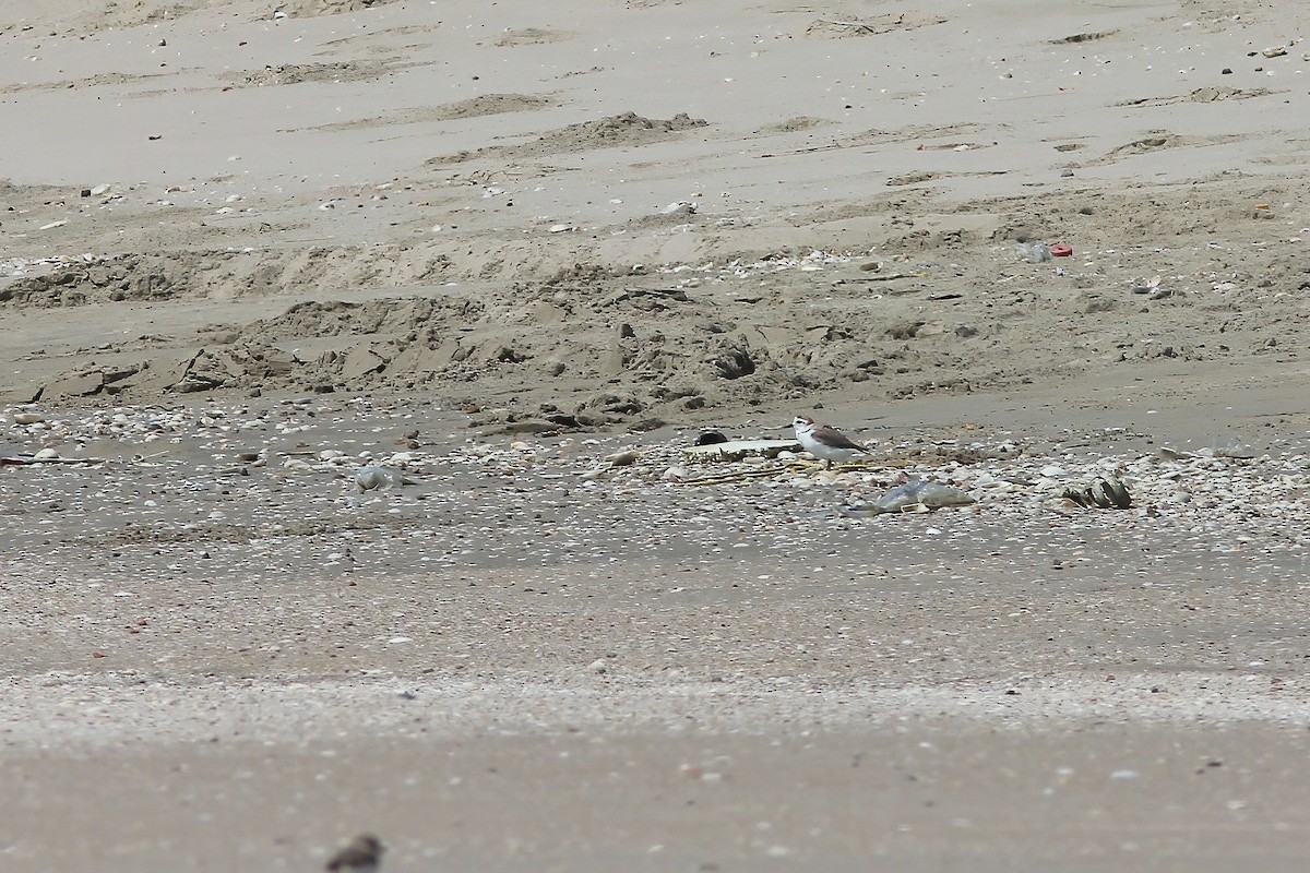 White-faced Plover - ML644509097