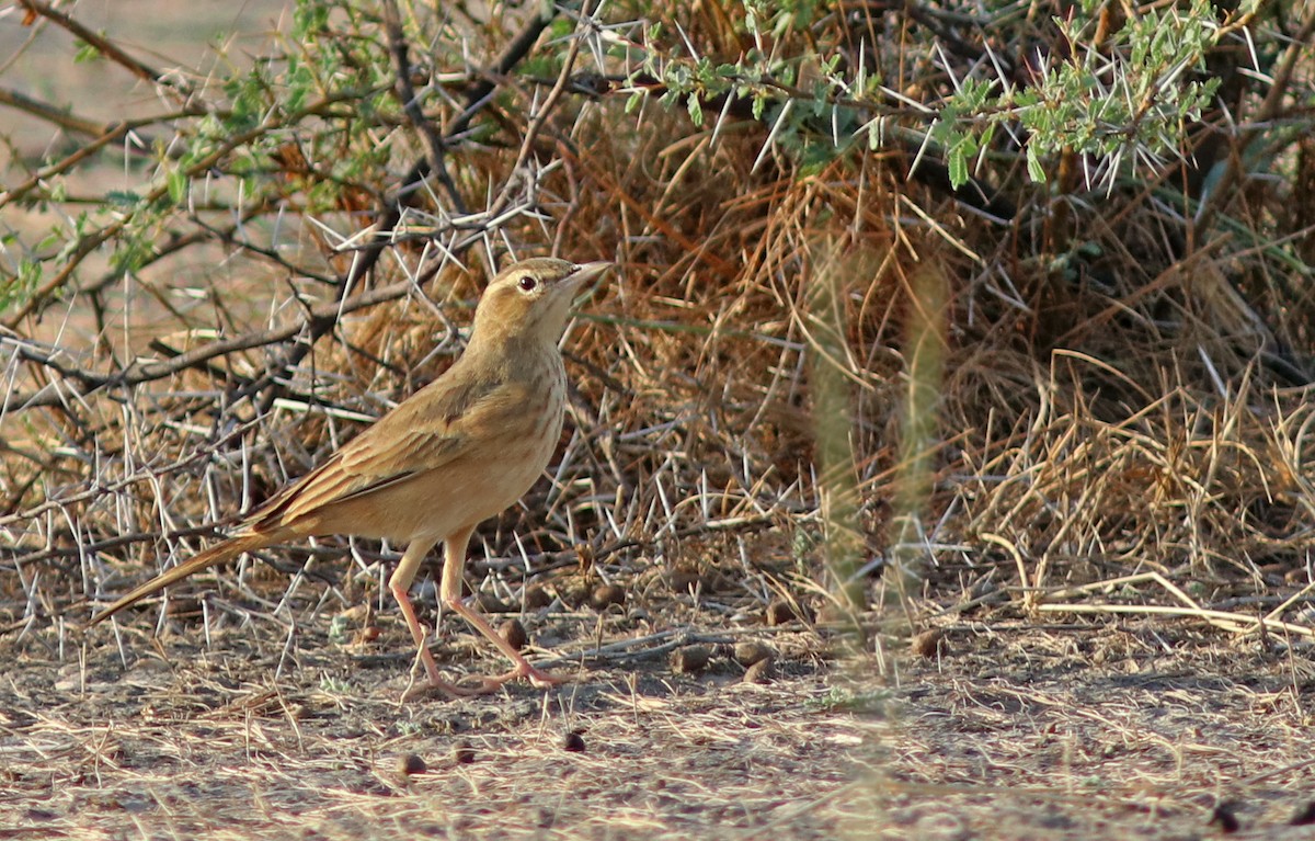 ハシナガビンズイ - ML644509102