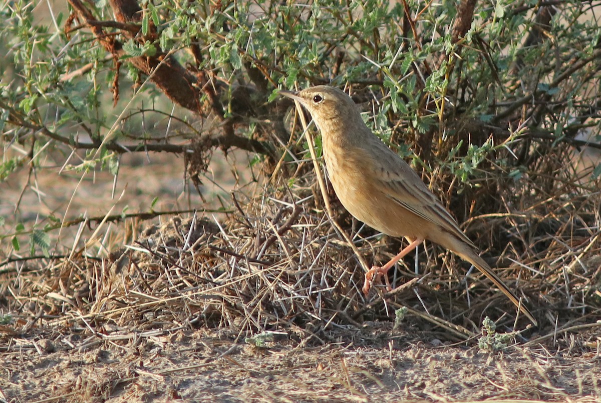 ハシナガビンズイ - ML644509103