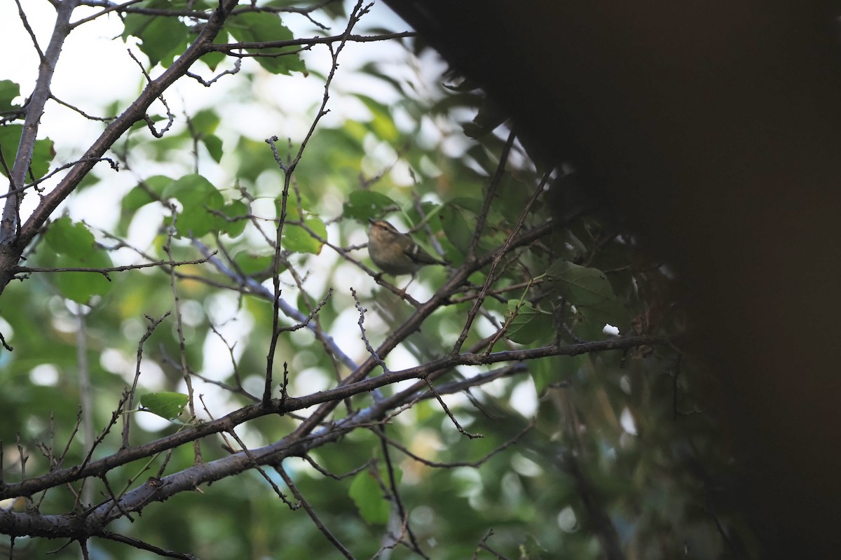 Pouillot à grands sourcils - ML644509105