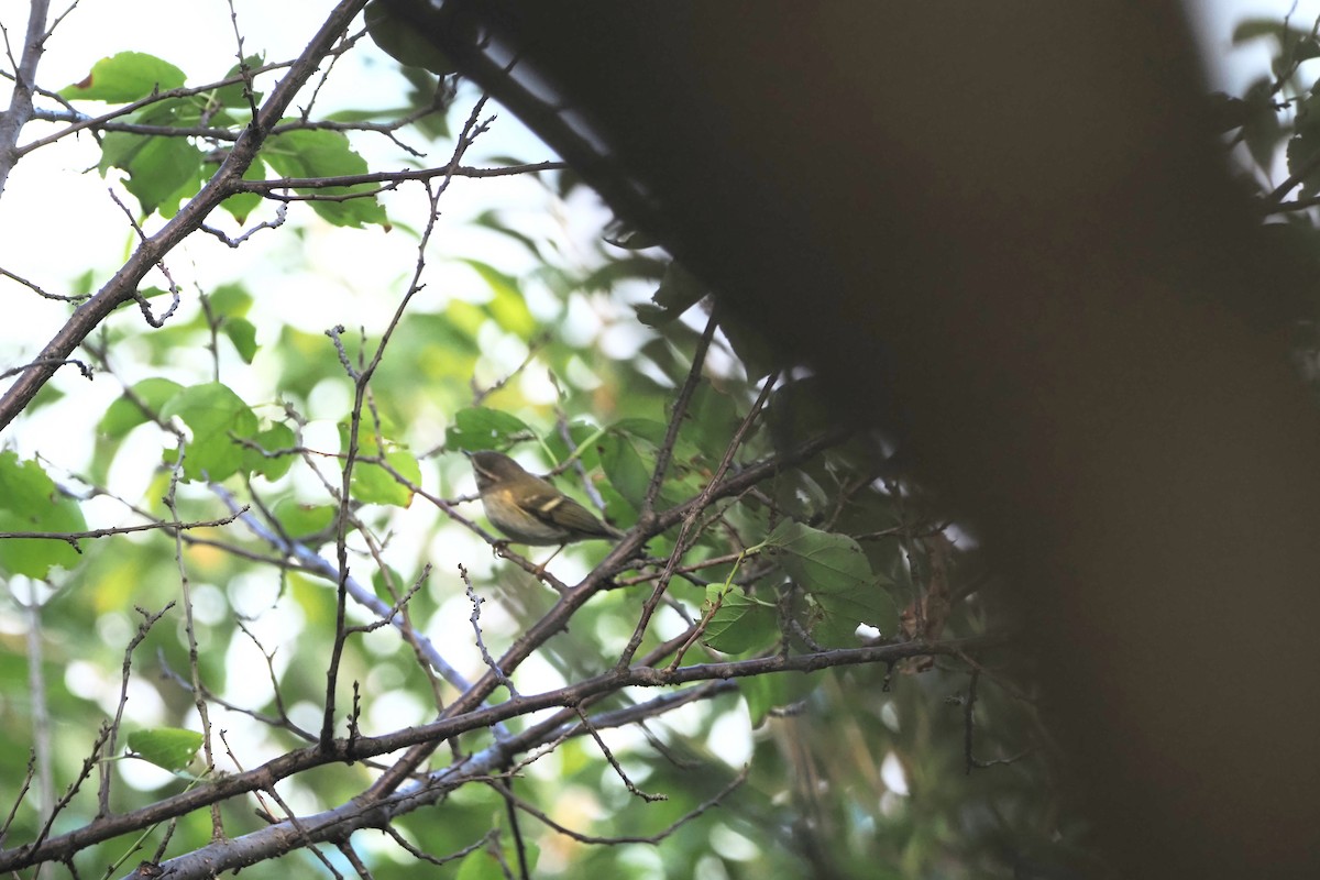 Pouillot à grands sourcils - ML644509106