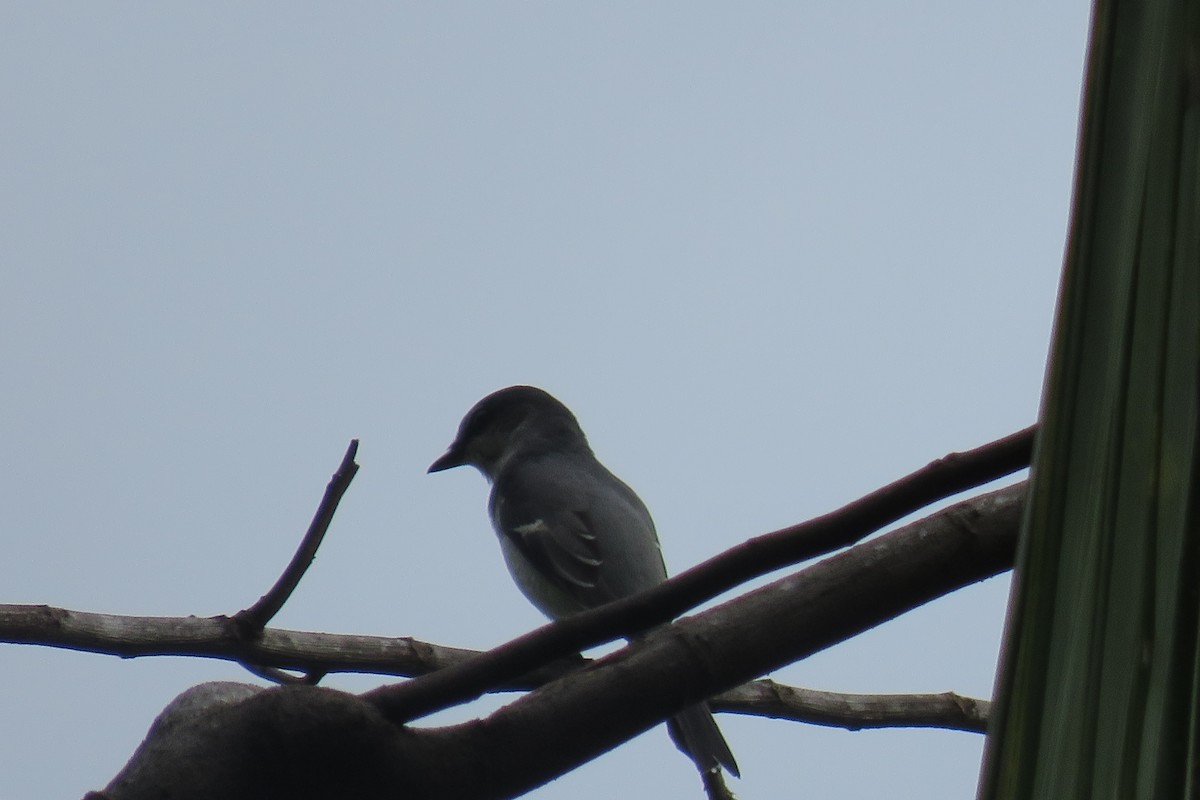 サンショウクイ - ML644509108