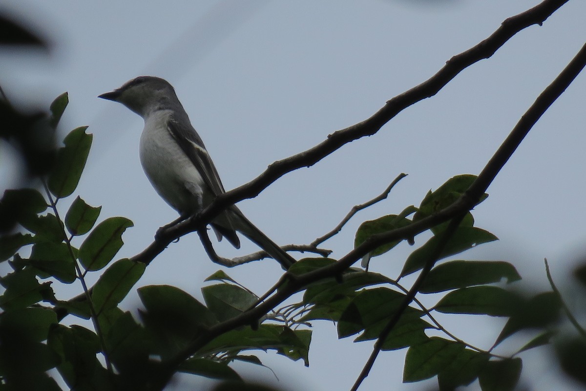 サンショウクイ - ML644509109