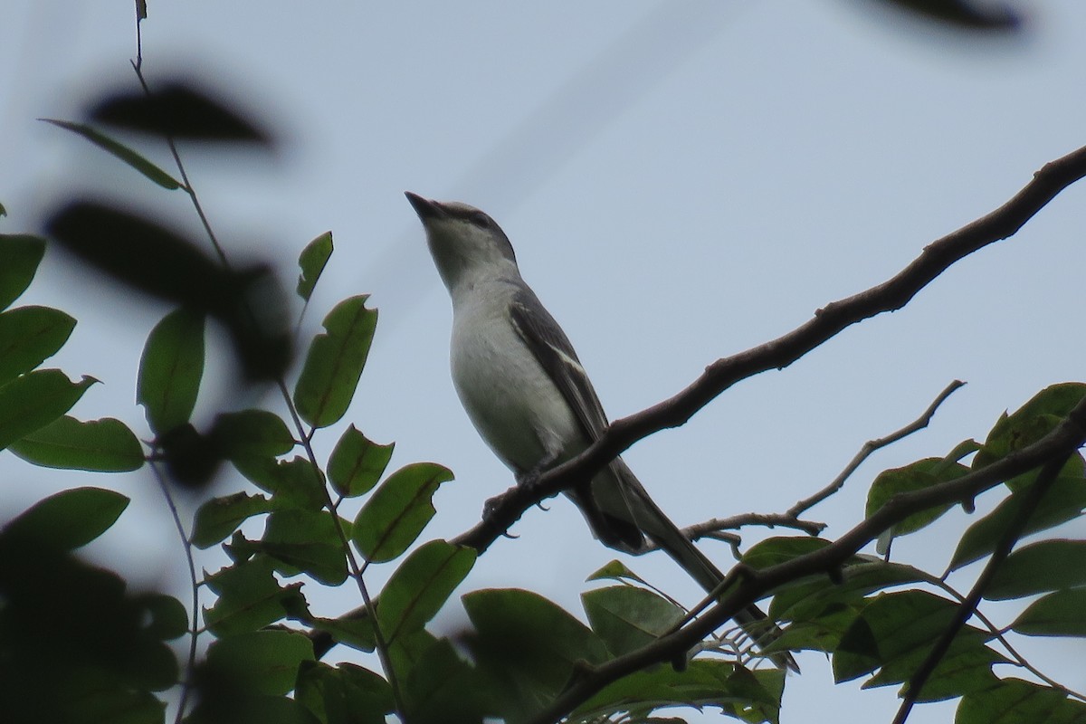 サンショウクイ - ML644509110