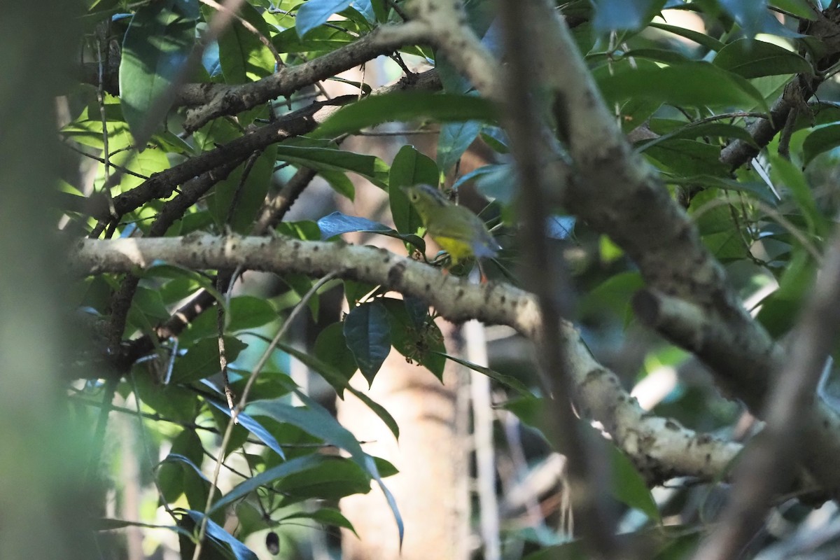 Alström's Warbler - ML644509114