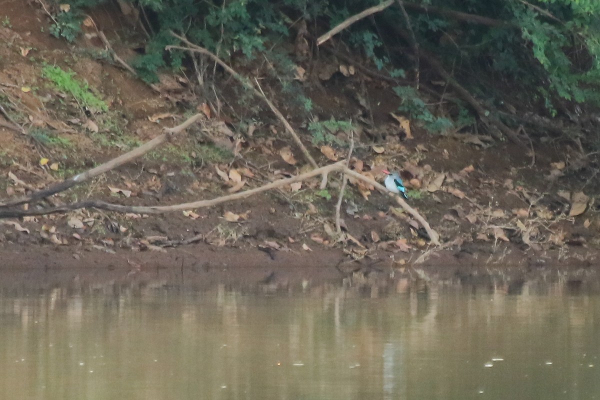 Woodland Kingfisher - ML644509118