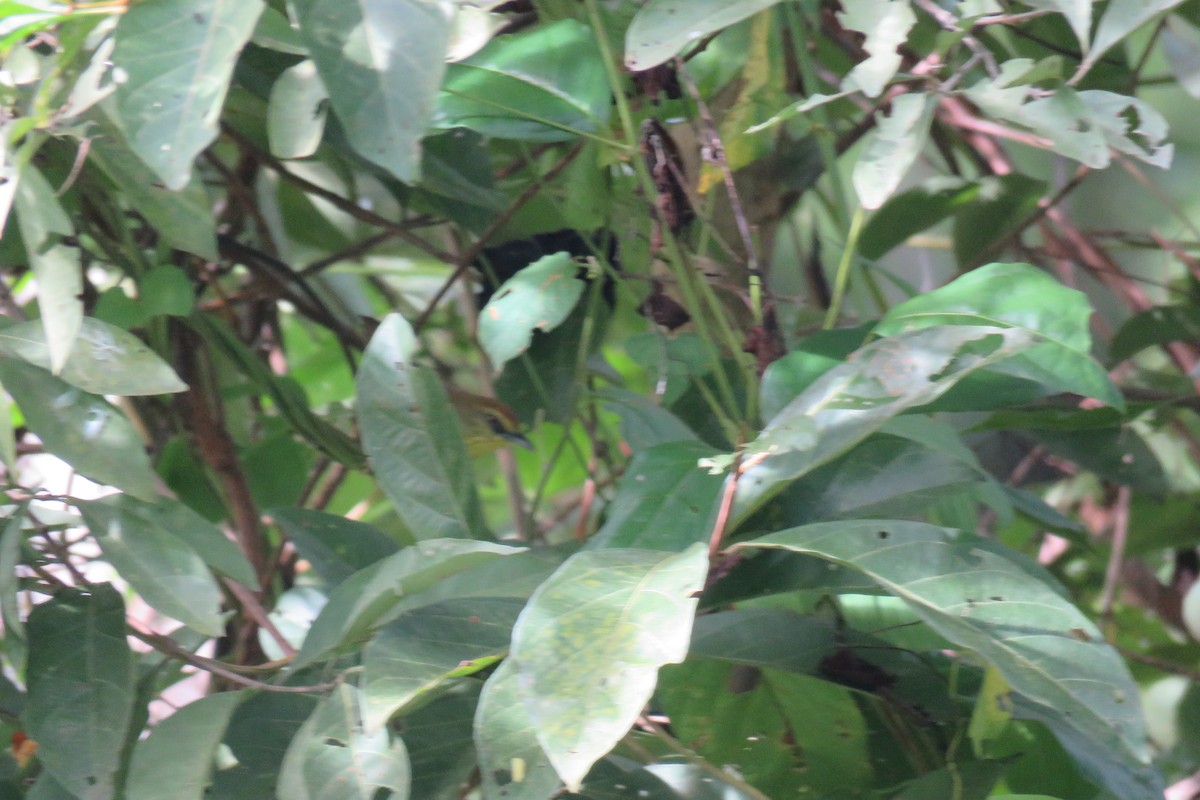 ムナフムシクイチメドリ - ML644509119