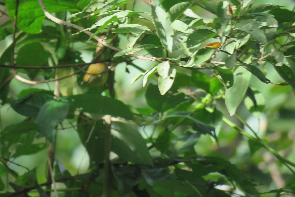 ムナフムシクイチメドリ - ML644509120