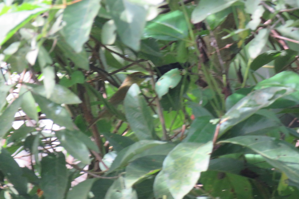 ムナフムシクイチメドリ - ML644509121