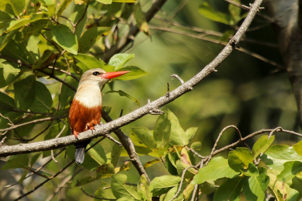 Gray-headed Kingfisher - ML644509125
